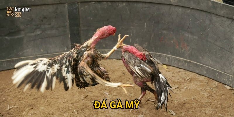 Đá gà Mỹ Kingbet86 – Có gì khác biệt so với đá gà truyền thống?