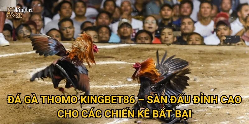 Đá gà Thomo Kingbet86 có gì đặc biệt thu hút dân chơi cá cược? 2 Đá gà Thomo Kingbet86 – Sàn đấu đỉnh cao cho các chiến kê bất bại